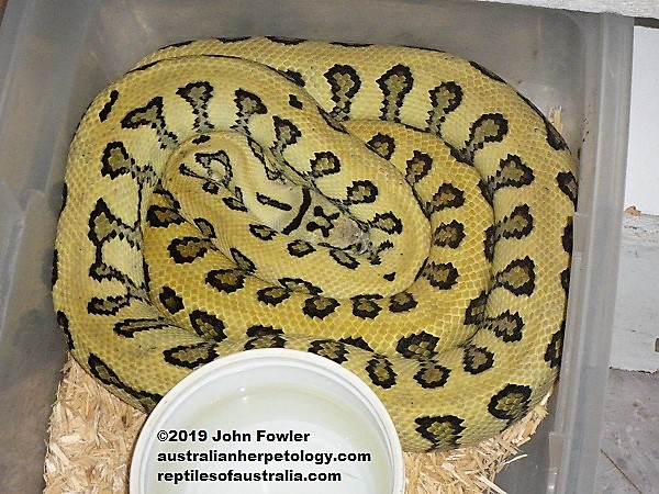 Jaguar Carpet Python